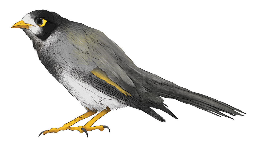 Minor_Bird.png