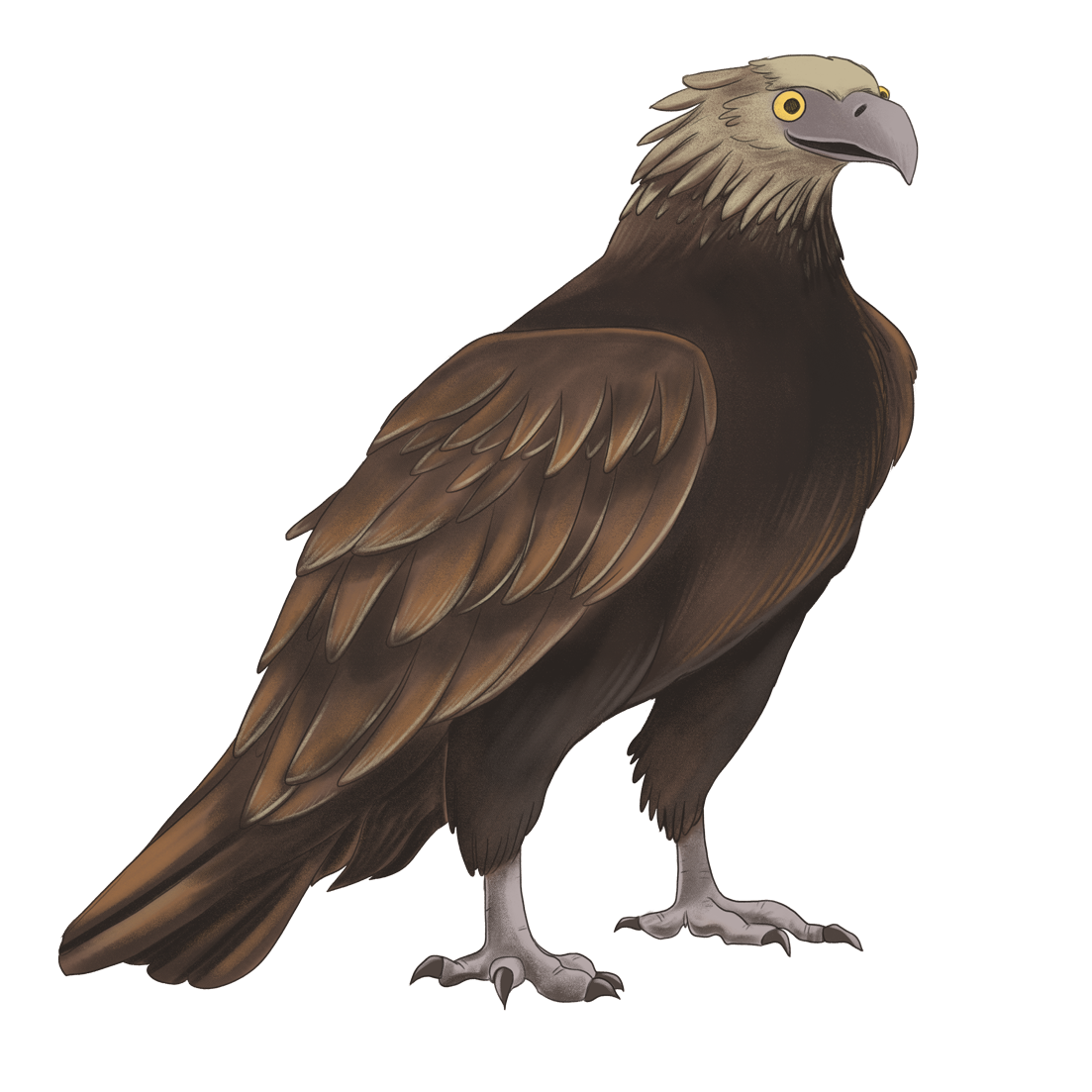 wedge-tail-eagle--Flynn-flat.png