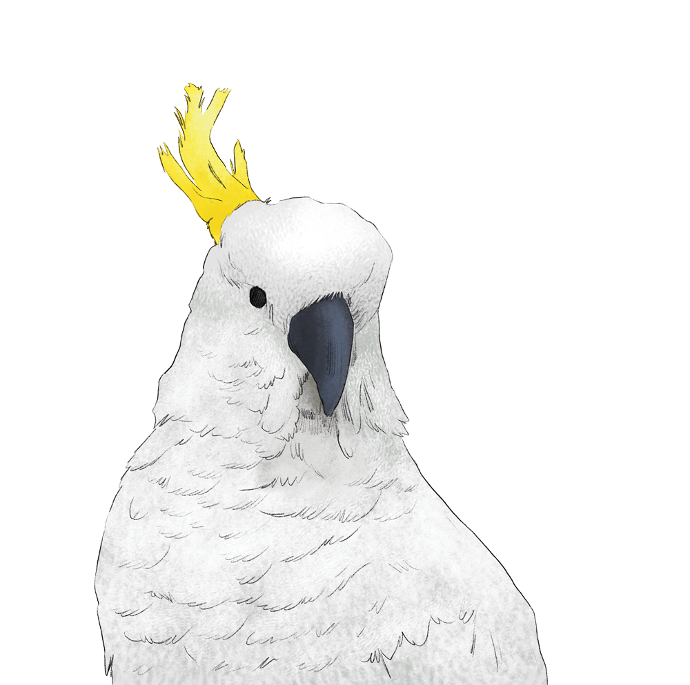 white_cockie.png