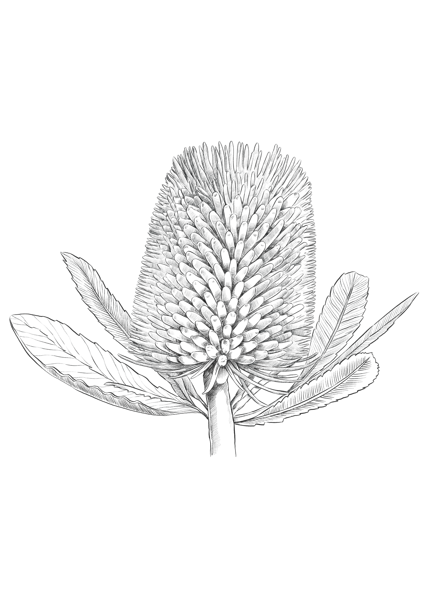 Saffire_illustration_Silver_Banksia.png