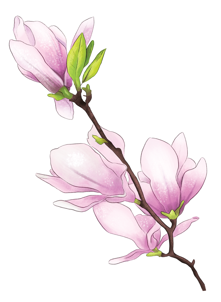 Magnolia.png