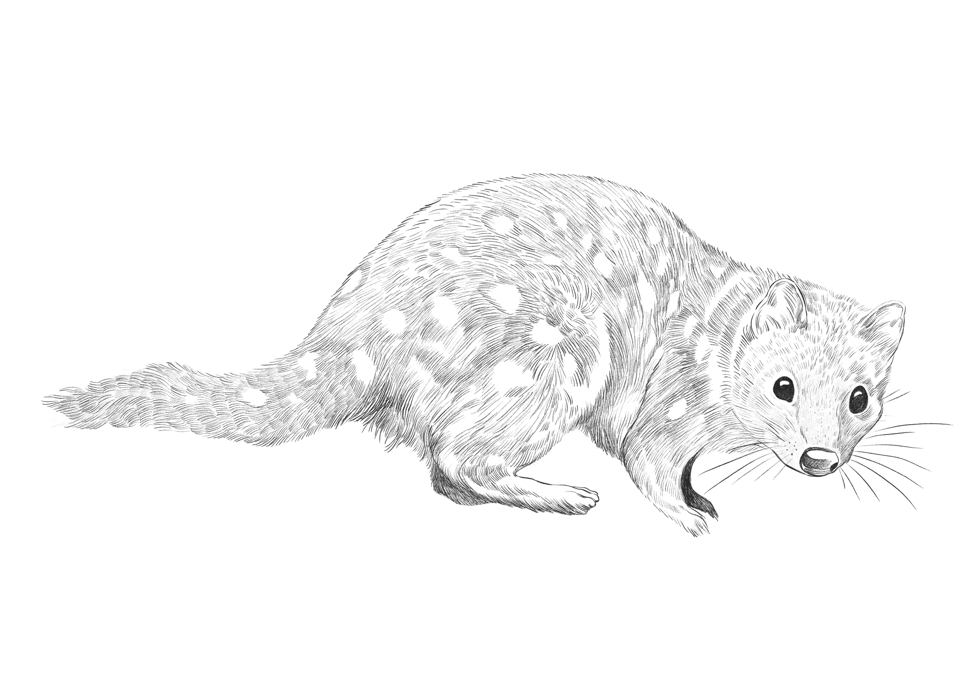 Saffire_illustration_Eastern_Quoll.png
