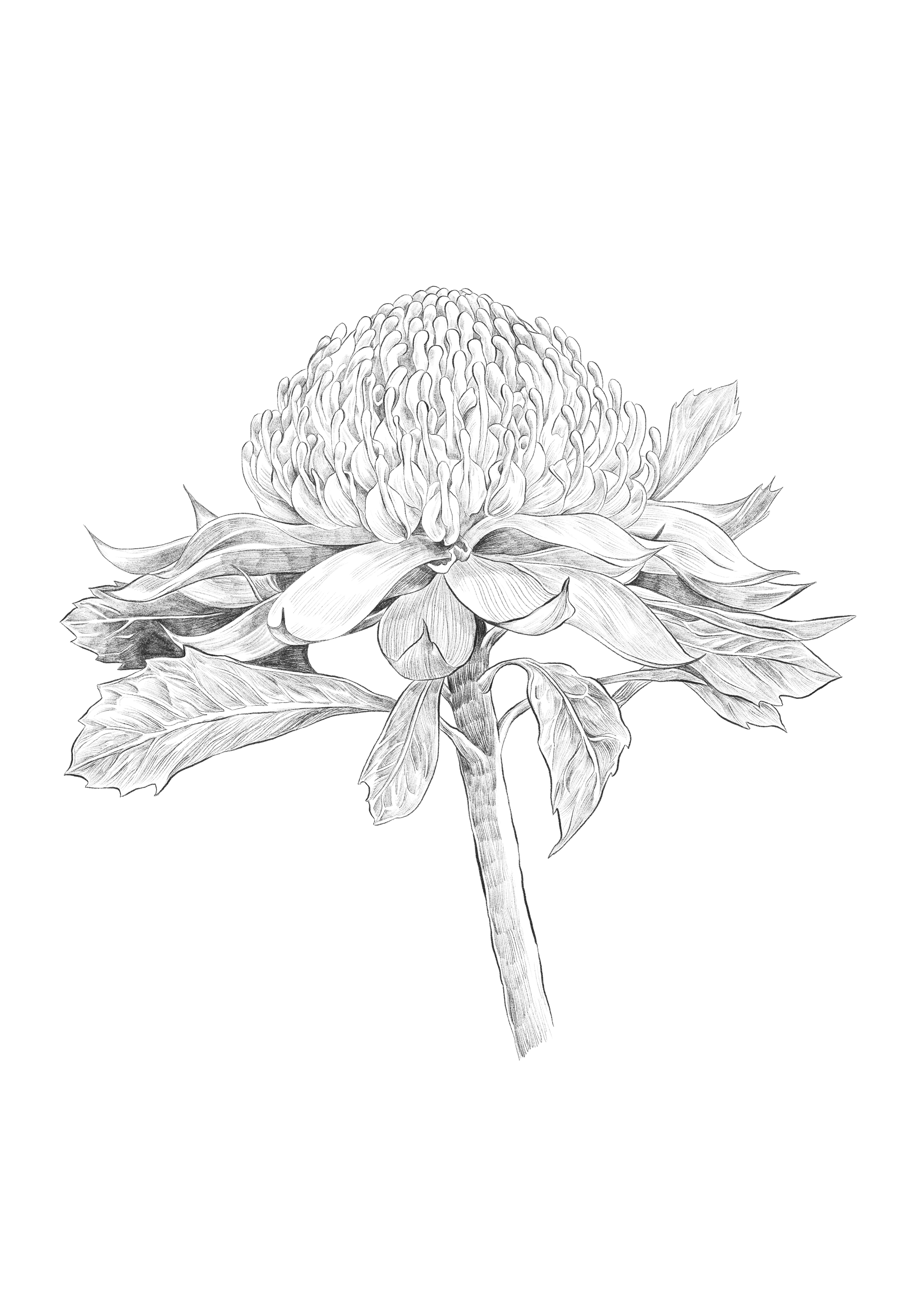 Saffire_illustration_waratah.png