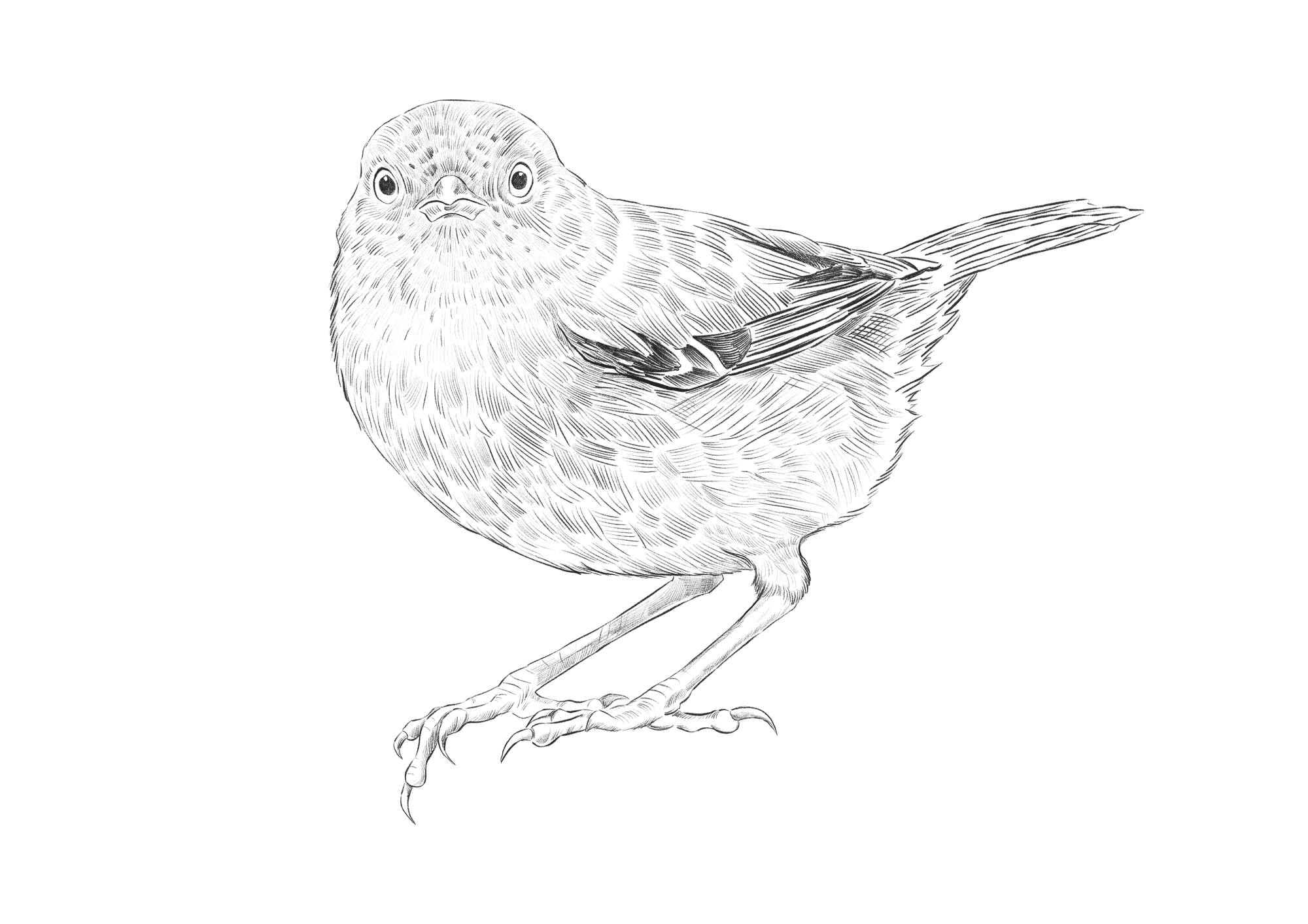 Saffire_illustration_Tasmanian_Scrubwren.png