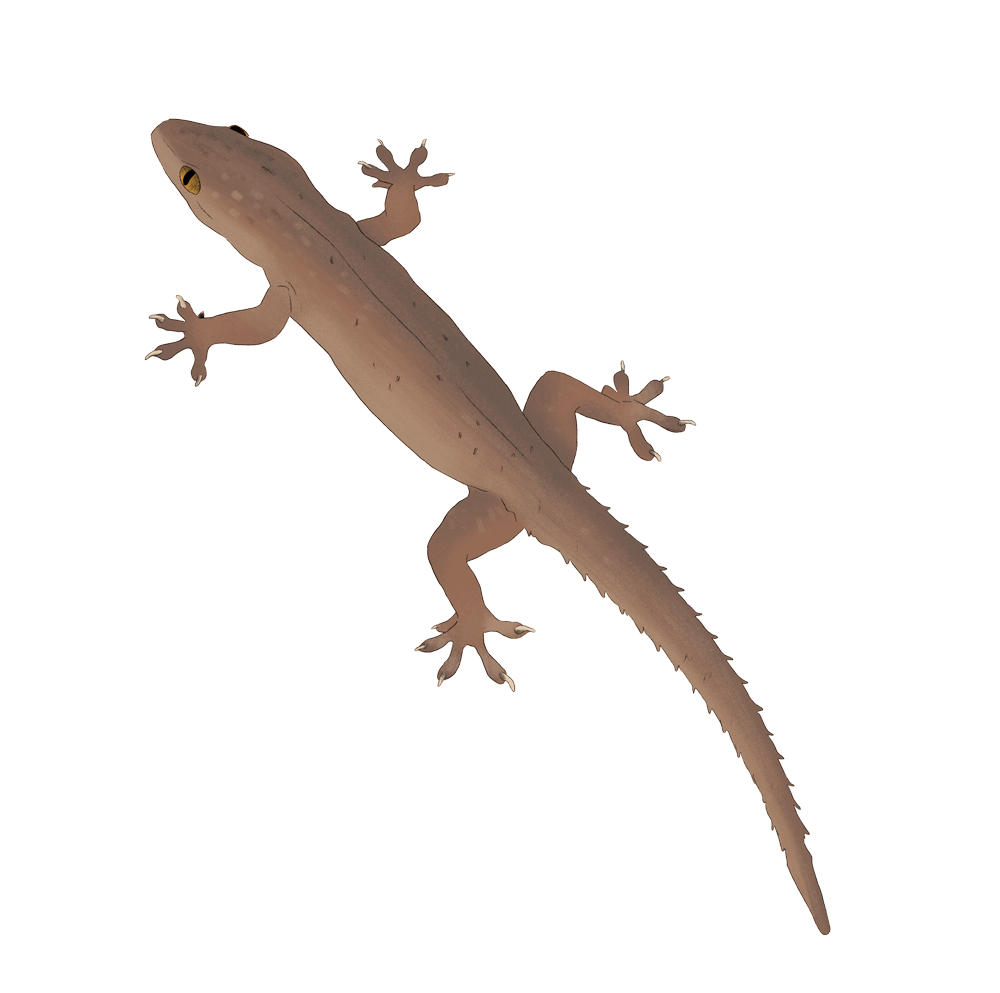 geko.png