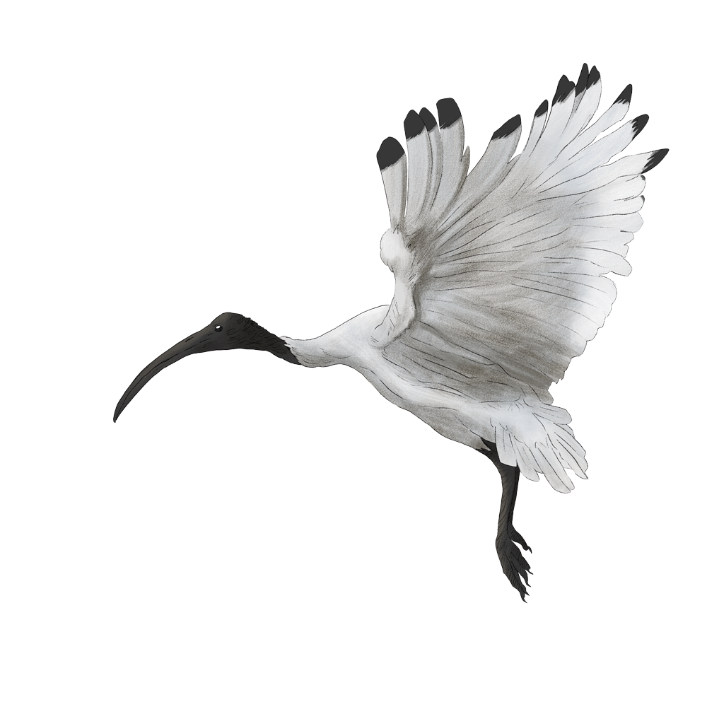 ibis.png