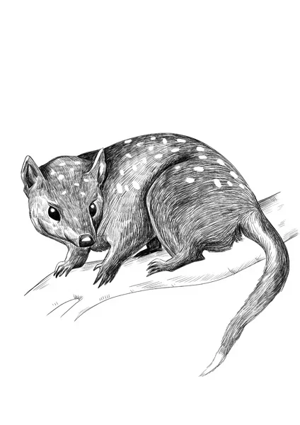quoll_1.jpg.webp