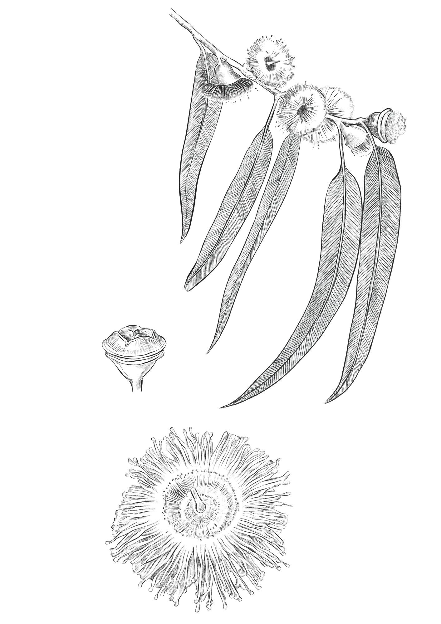 Saffire_illustration_blue_gum.png