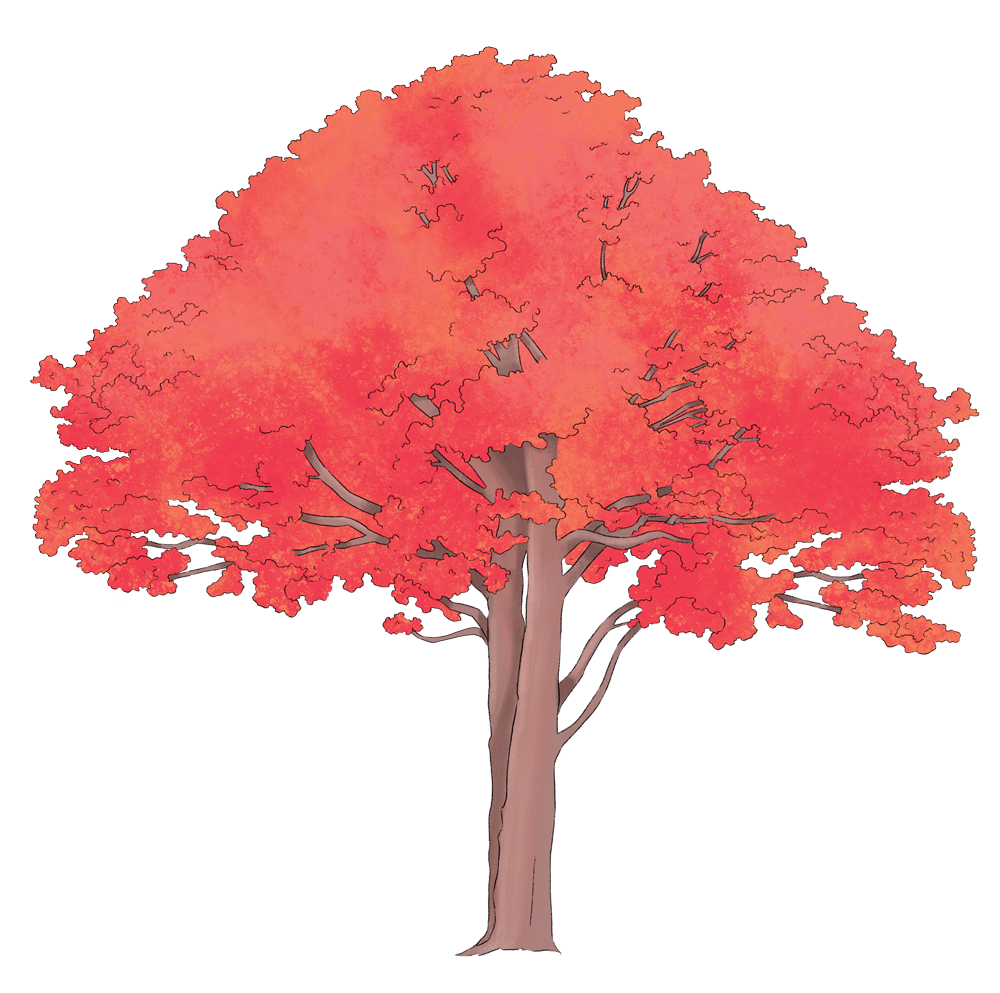 flame_tree.png