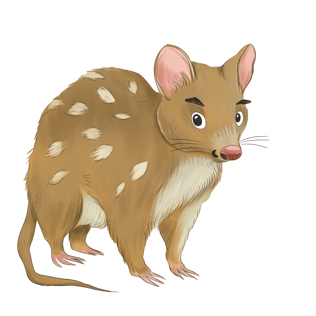 Jasper-Quoll-flat.png