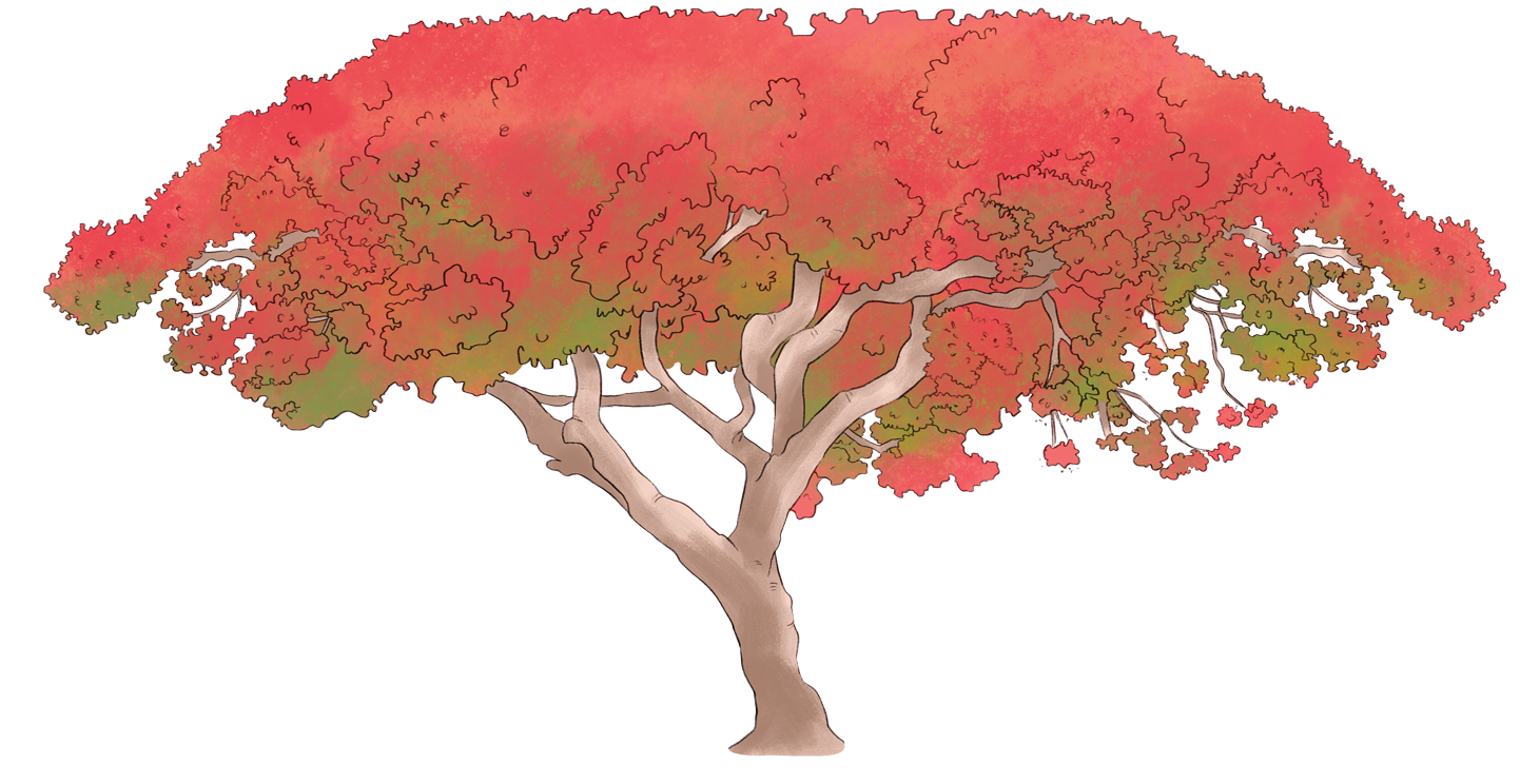 ponciana_full_lush_tree.png