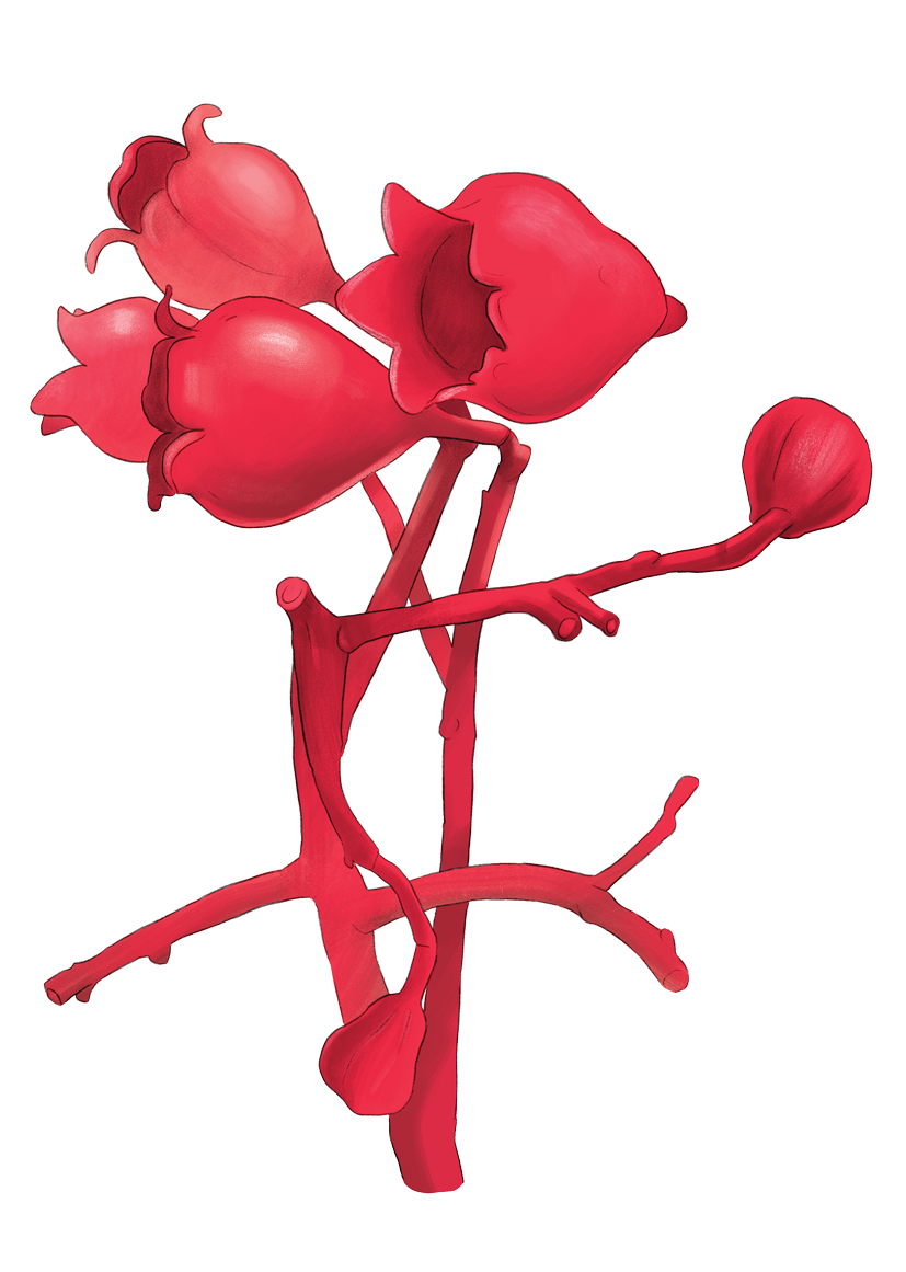 red_bells_flowers.png