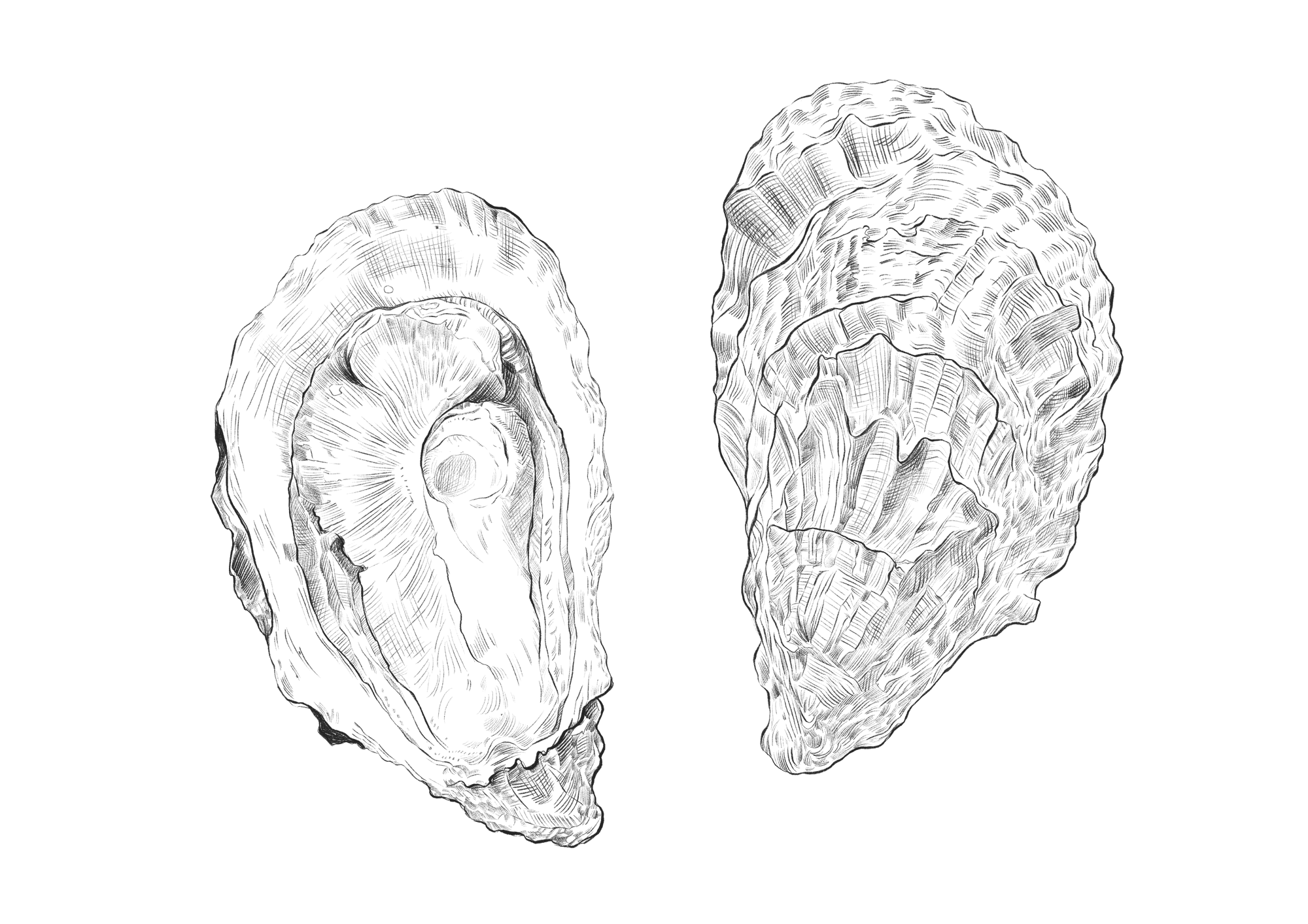 Saffire_illustration_Pacific_Oyster.png