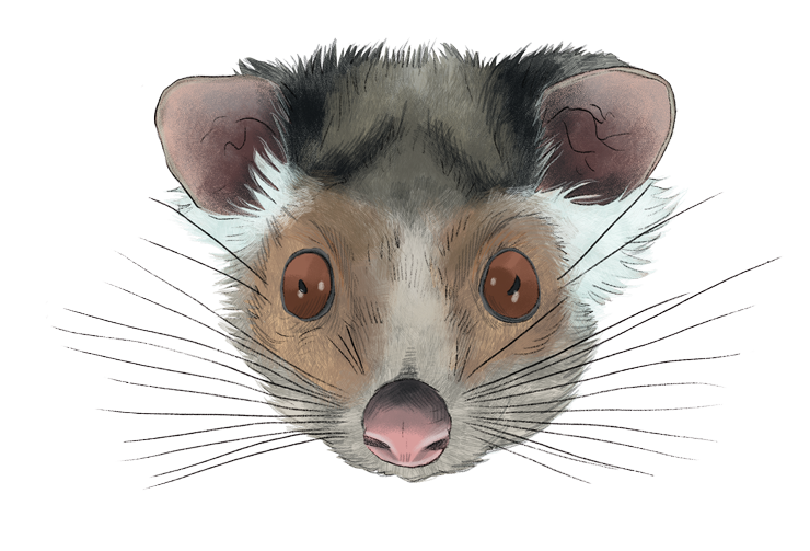 ringtail_possum.png
