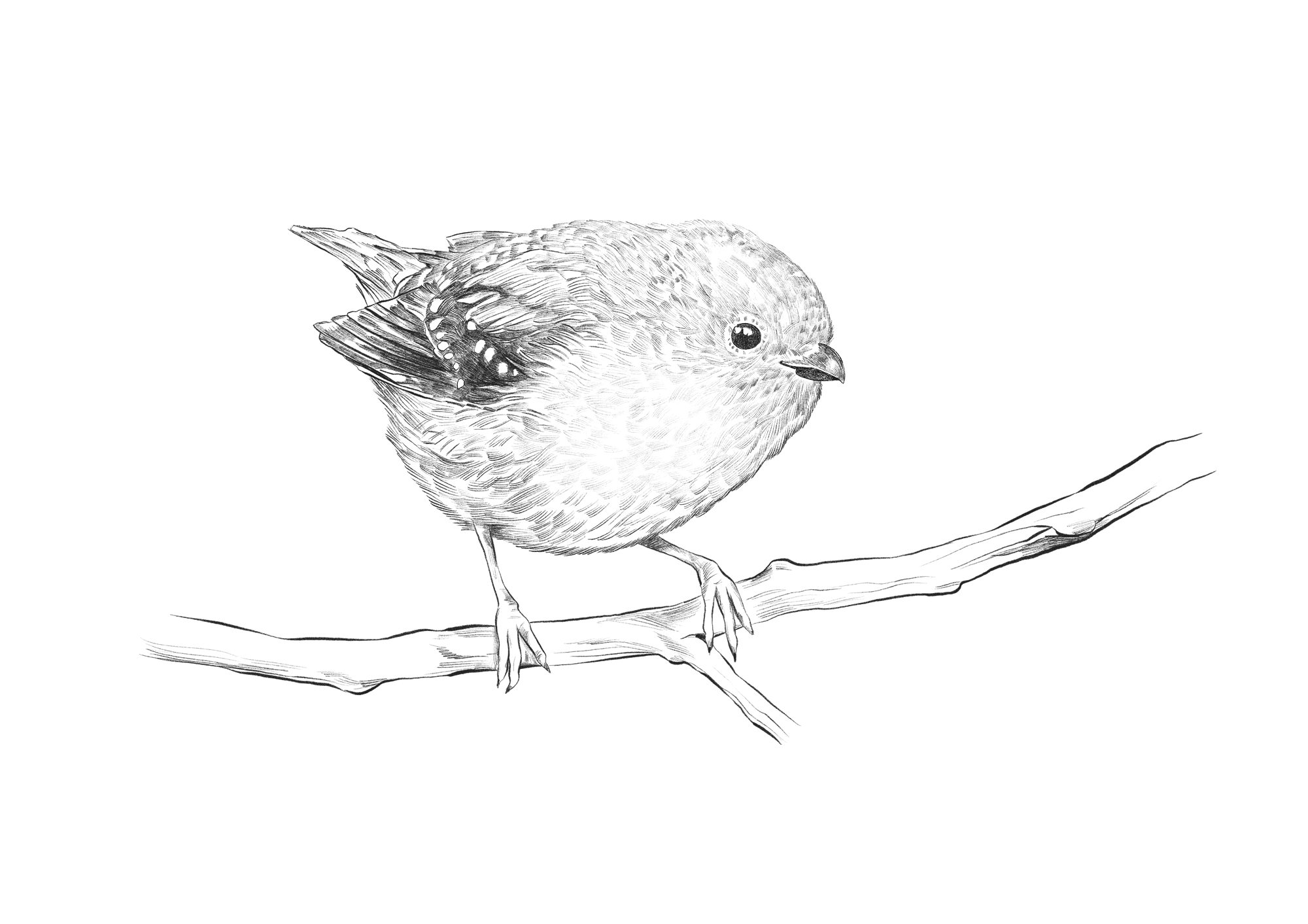 Saffire_illustration_Forty-spotted_Pardalote.png
