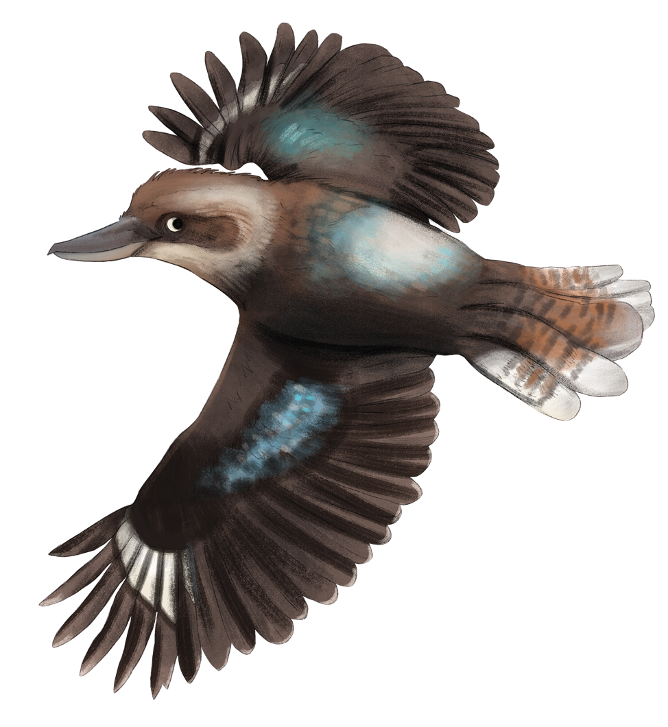 kookabarra.png