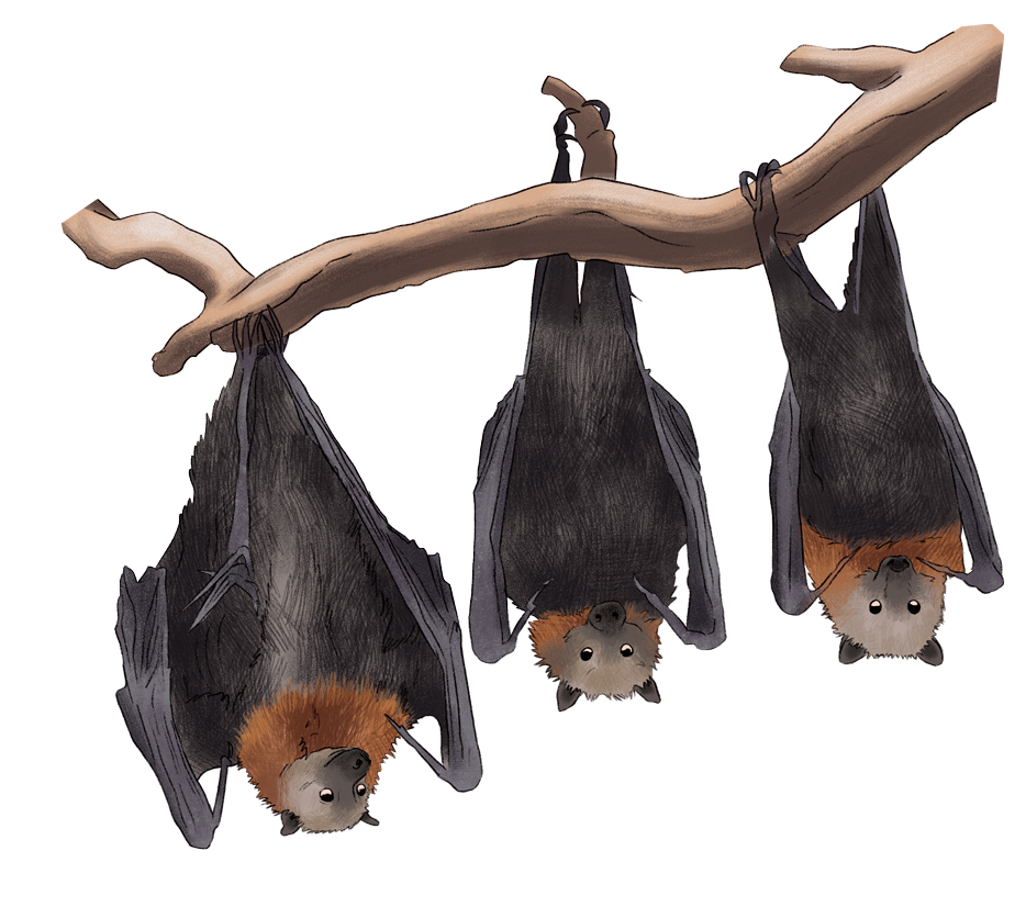flying_fox_hanging.png