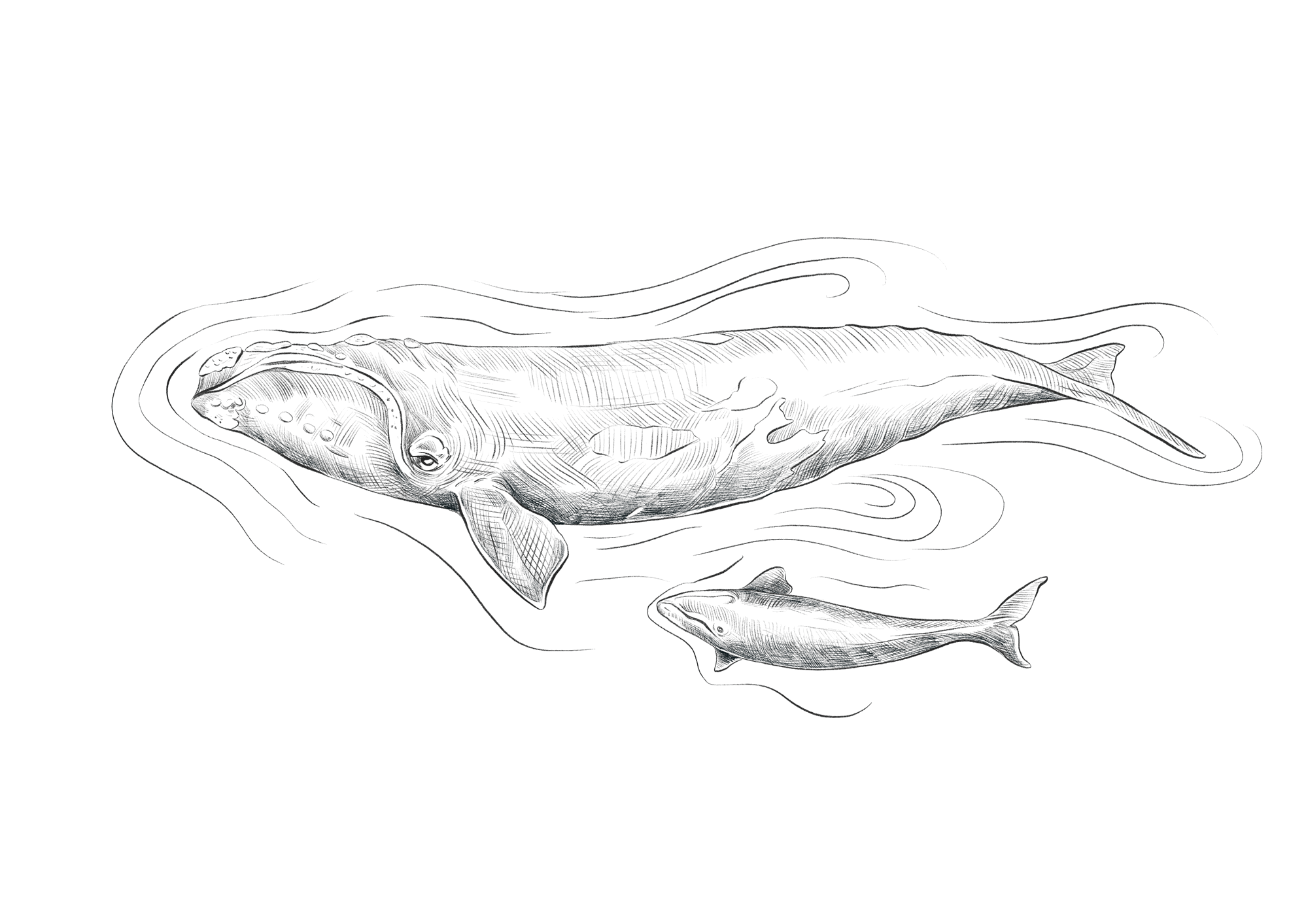 Saffire_illustration_Southern_Right_Whale.png