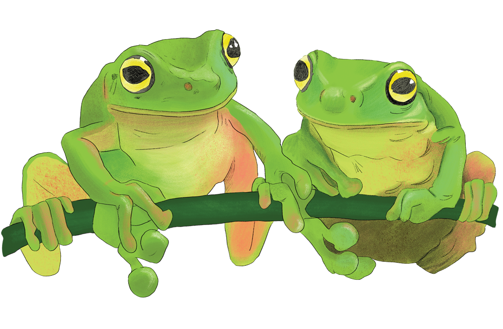 green_frogs.png