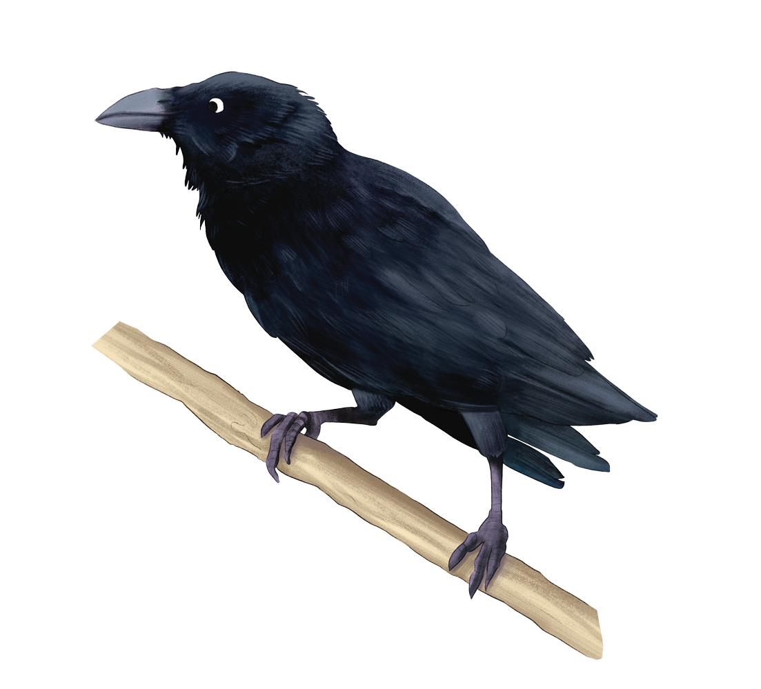 Crow.png