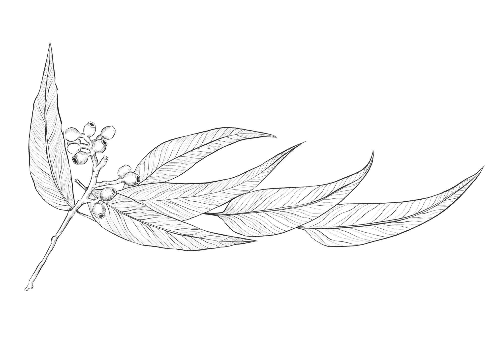 Saffire_illustration_Eucalyptus.png