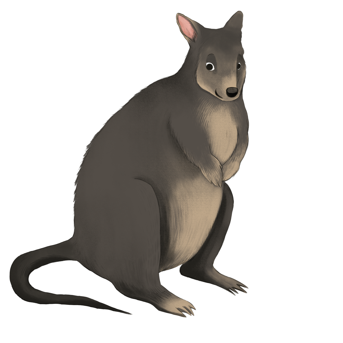Pademelon---Paddy-flat.png