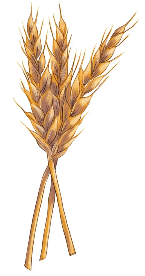 Taste_wheat.jpg.webp