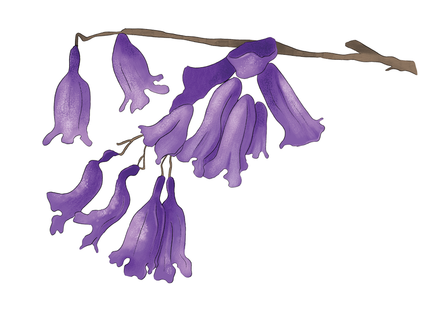 Jacaranda_Flowers.png