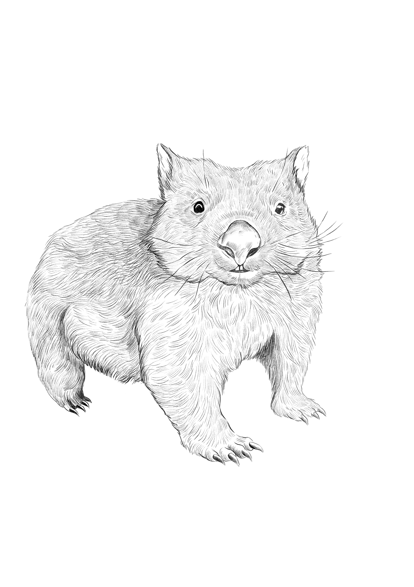 Saffire_illustration_Bared-nose_wombat.png
