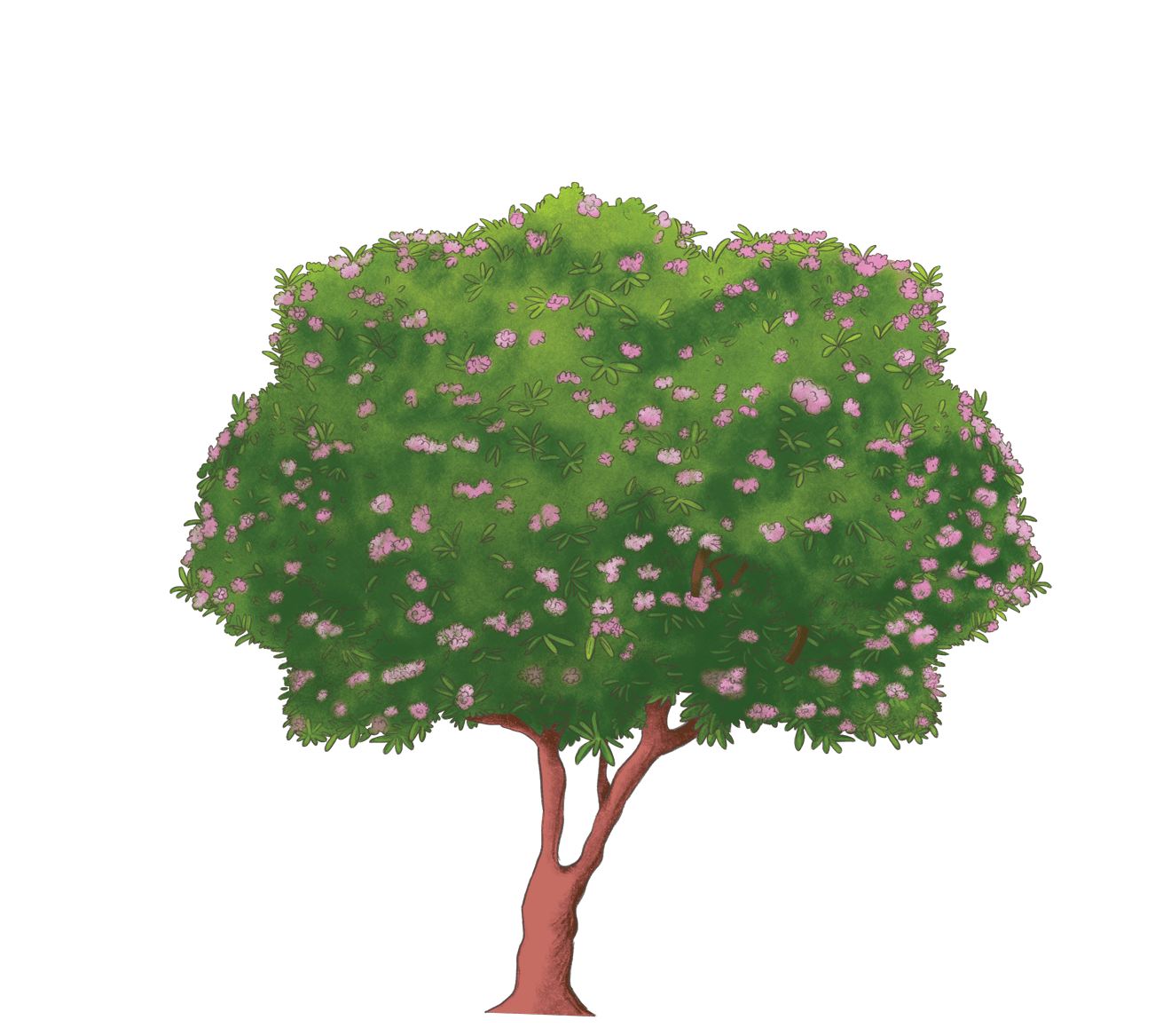 beautiful_pink_flowers_tree.png