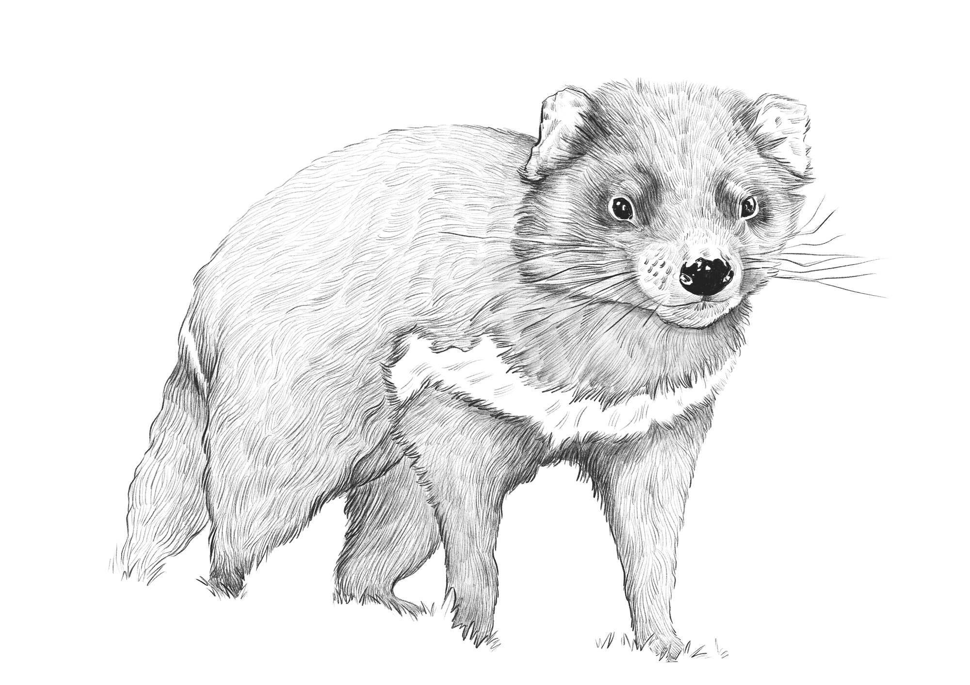 Saffire_illustration_tasmanian-devil.png