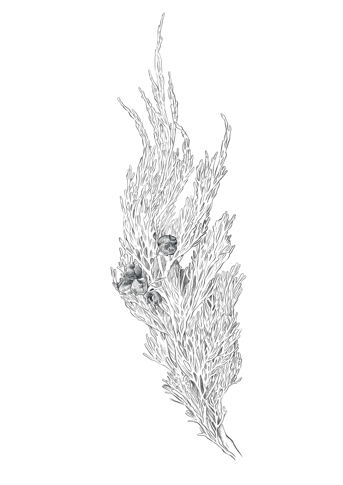 Saffire_illustration_Oyster_Bay_Pine.png