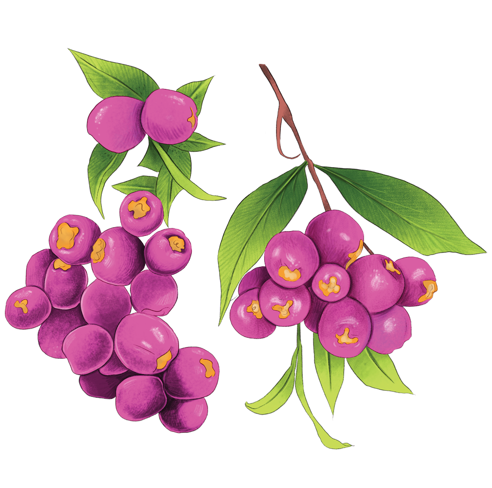 lily_pillies.png