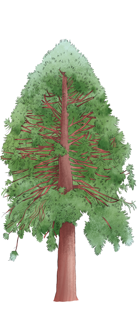 Bunya_pine.png
