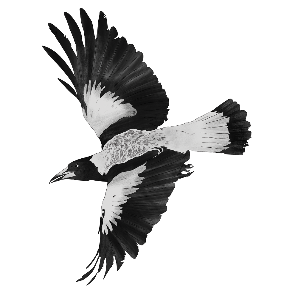 magpie.png