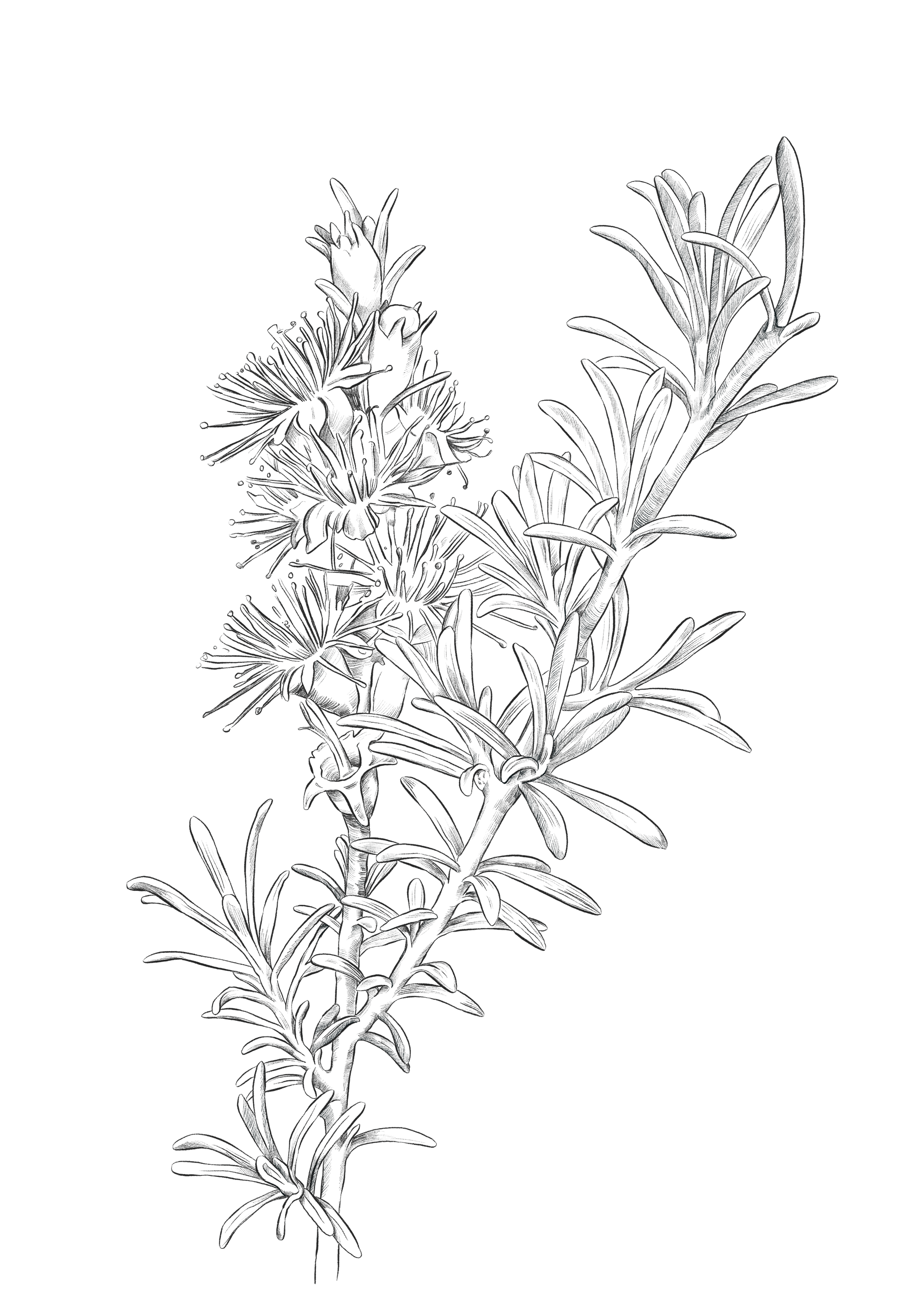 Saffire_illustration_White_Kunzea.png