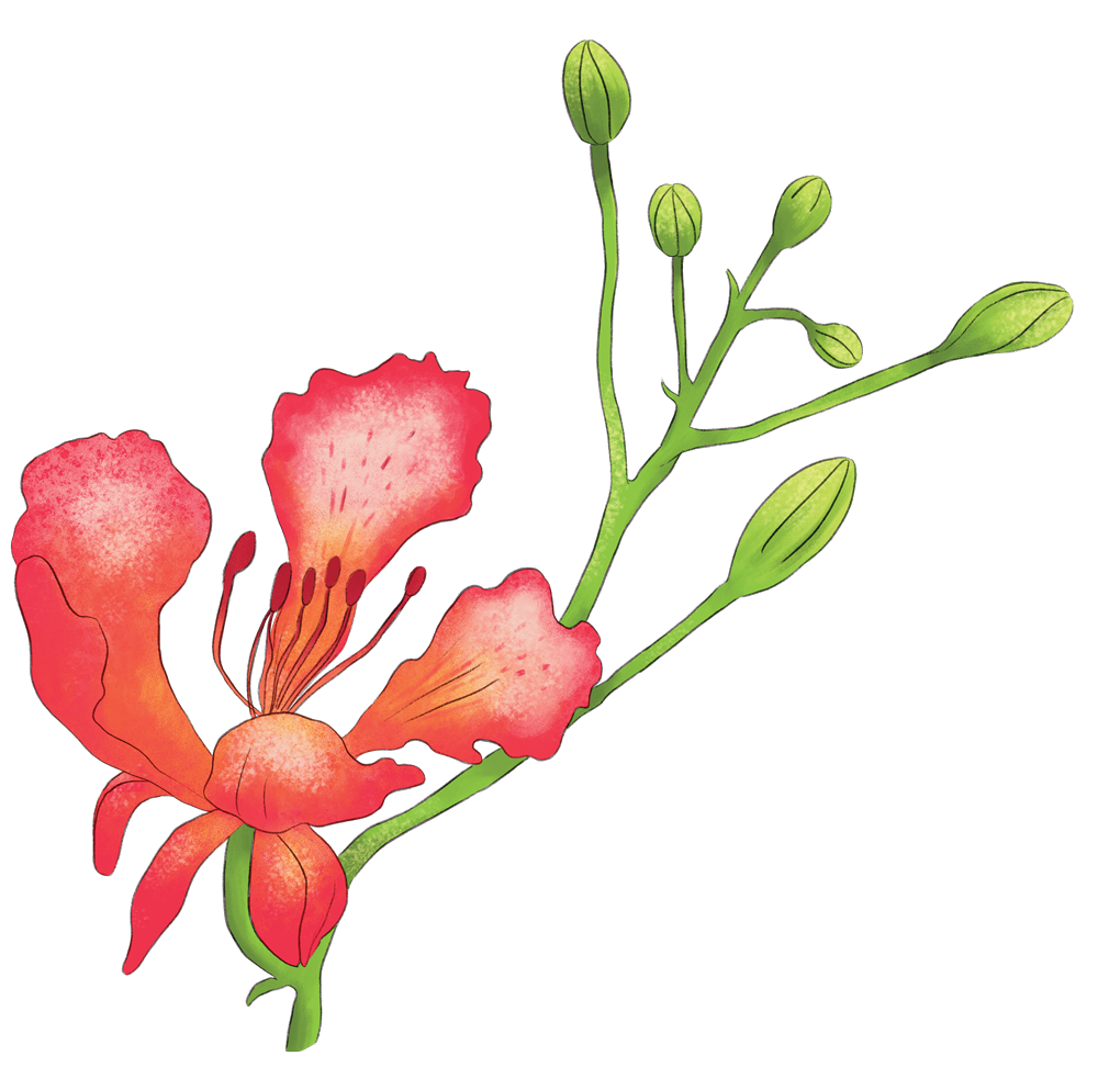 ponciana_flower.png