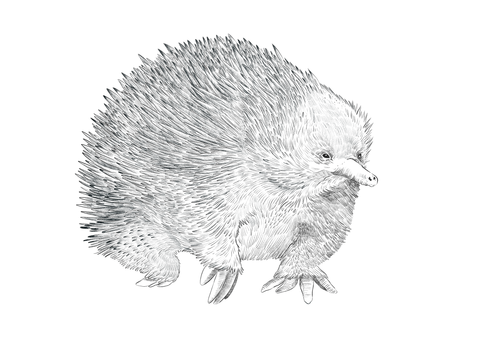Saffire_illustration_Echidna.png