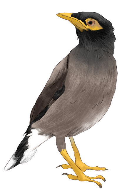 Minor_Bird-2.png