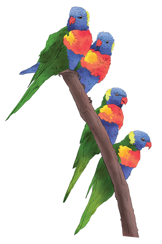 rainbow_lorriket.png