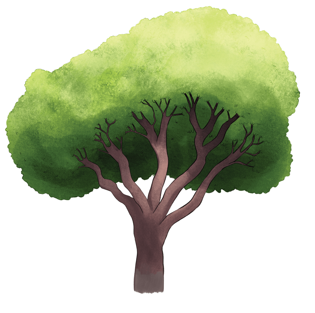 Massive_totoro_tree.png