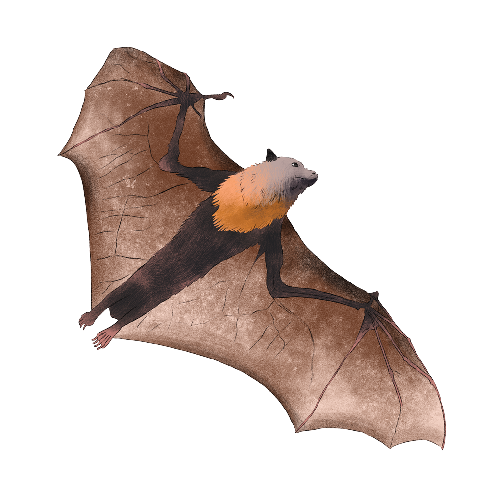 flying_fox_fly.png