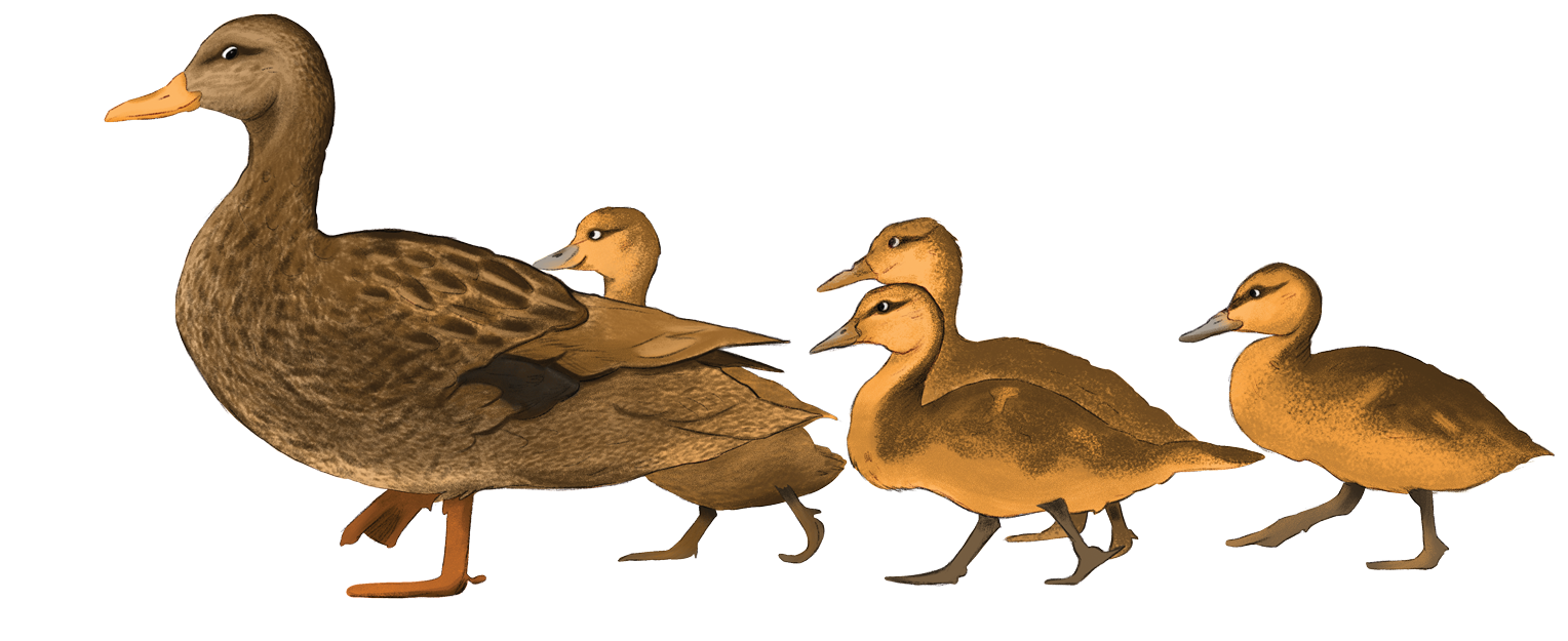 Duck-fam_flat.png