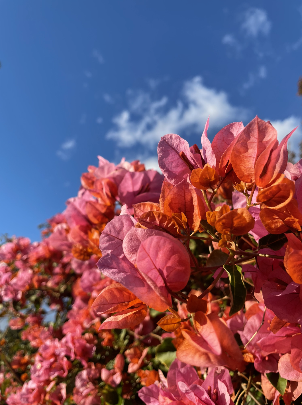 Screenshot 2026-02-10 at 5.09.35 PM.png