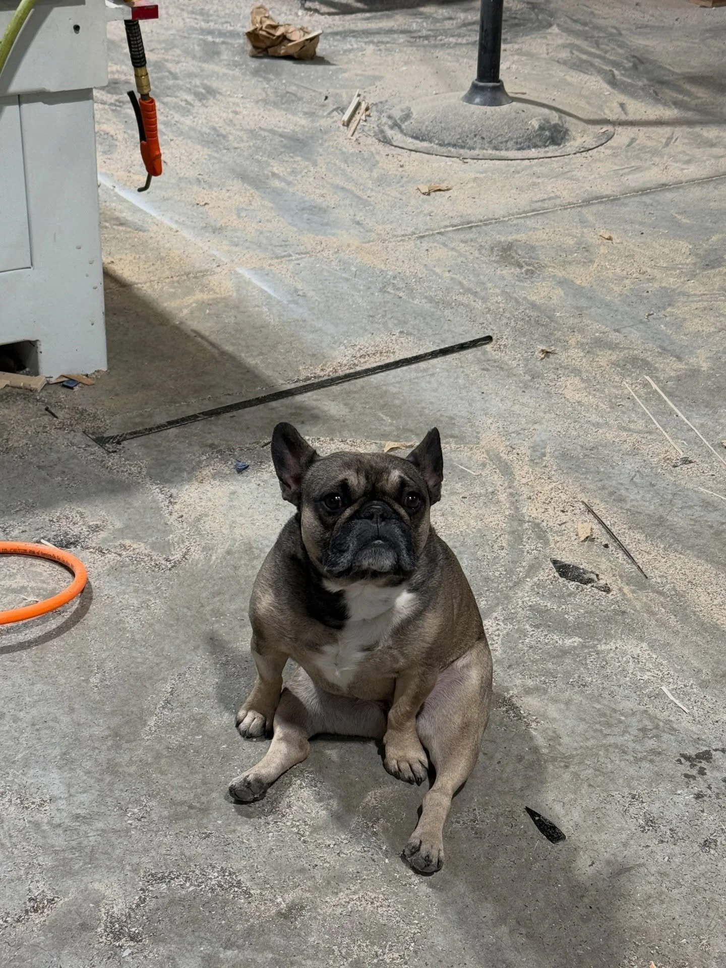 Always waiting right behind me. 

#shopdog