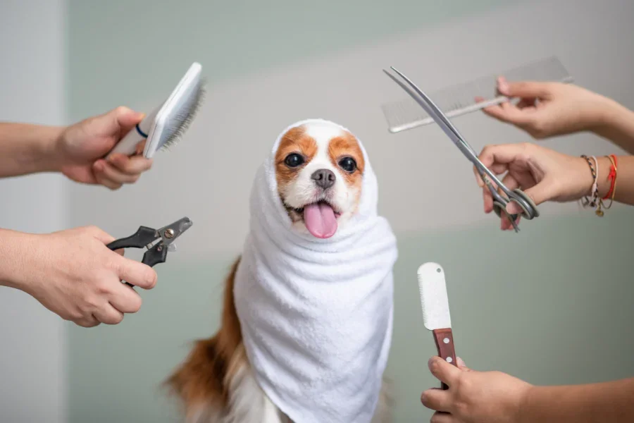 Why Grooming Your Dog Is More Important Than You Think
