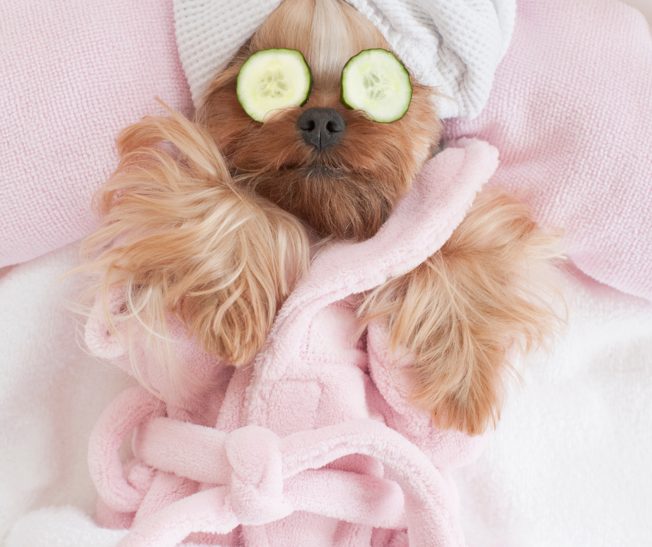 First-Time Dog Grooming: How to Choose the Right Groomer