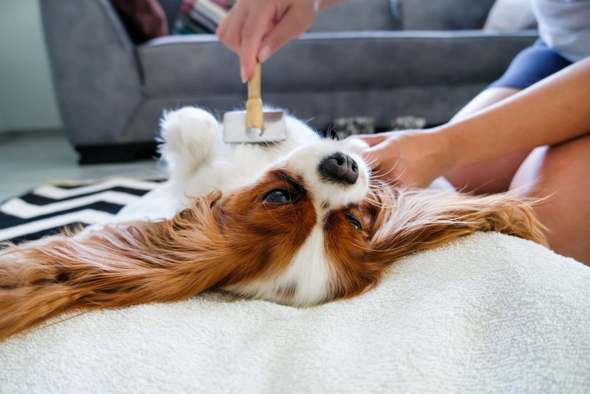 How Often Should You Groom Your Dog? (And What to Do Between Visits)