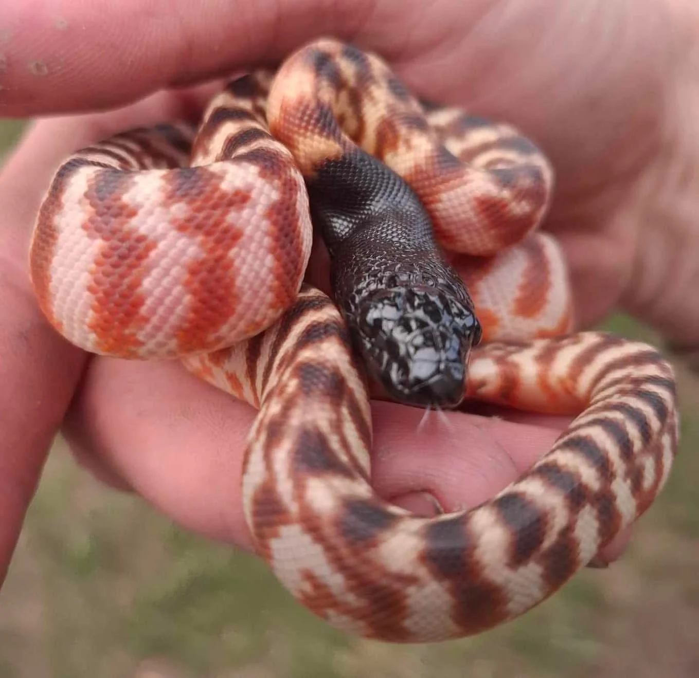 Close-up of a small black and white snake curled around a person's fingers.