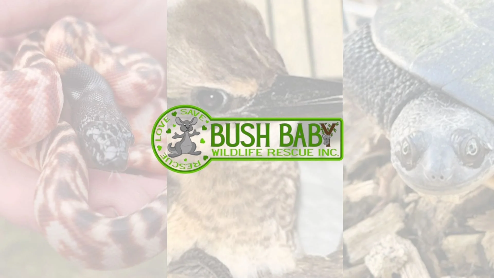 Bush Baby Wildlife Rescue Inc | Support Wildlife Rescue Biloela